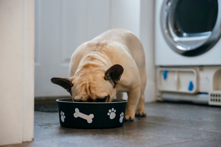 Why Does My French Bulldog Throw Up? 6 Reasons for Vomiting Including