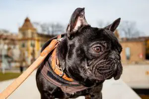 Why Does My French Bulldog Throw Up? 6 Reasons for Vomiting Including Foam