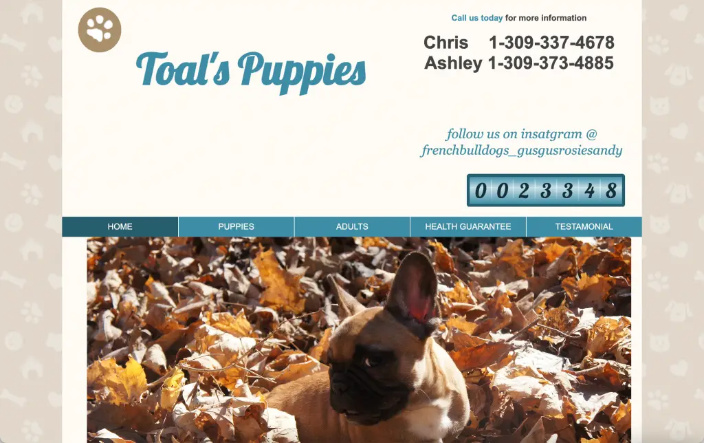 toal's puppies french bulldog breeder illinois