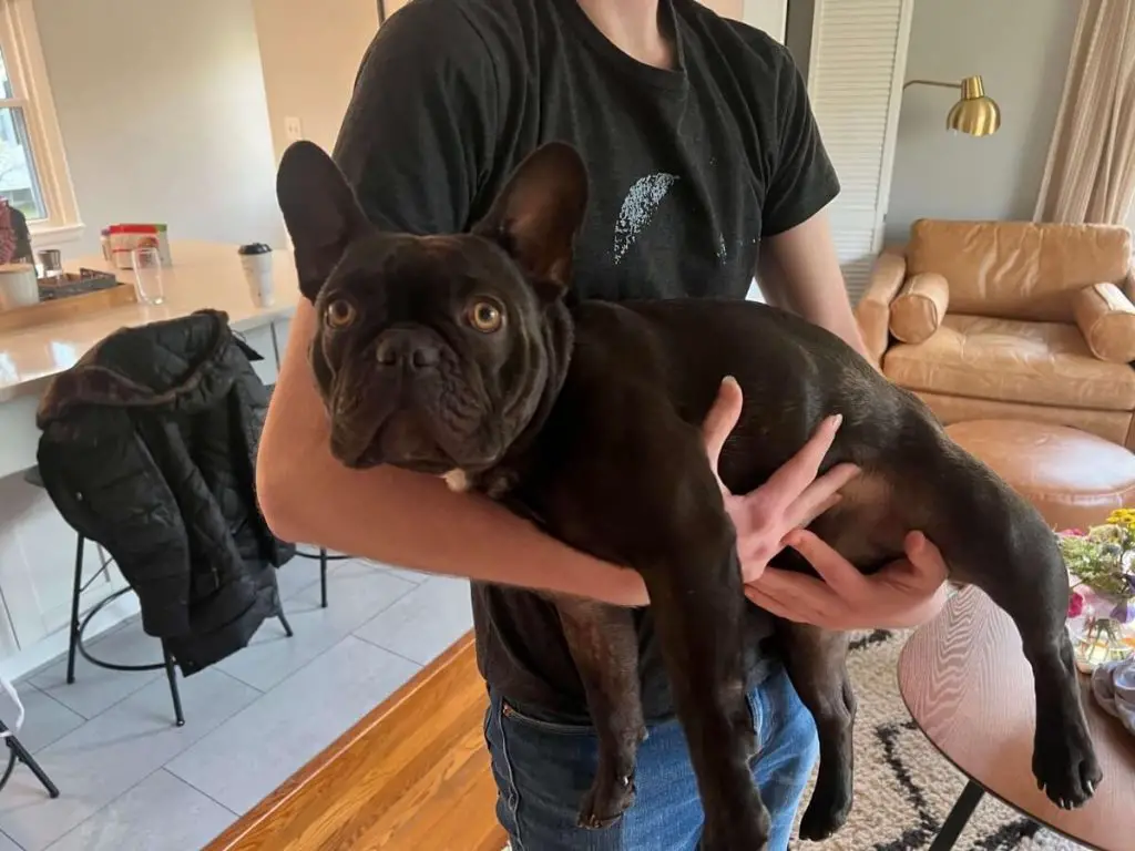 How to pick up a French Bulldog