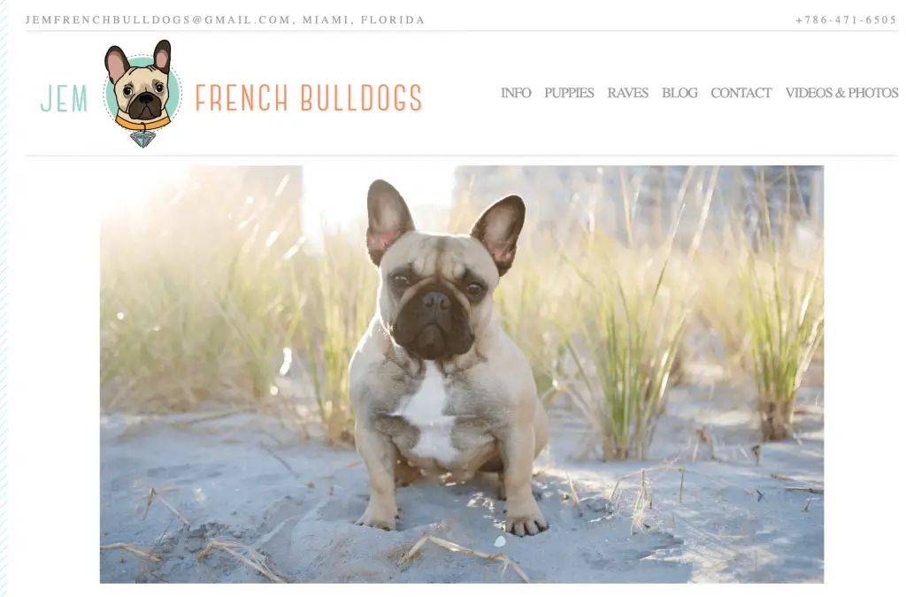 11 Best French Bulldog Breeders in Florida - Frenchie Journey
