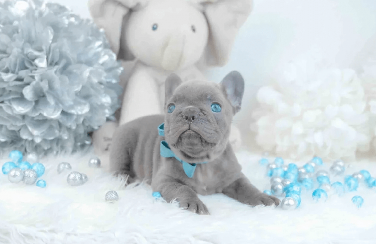 11 Best French Bulldog Breeders in Texas Frenchie Journey