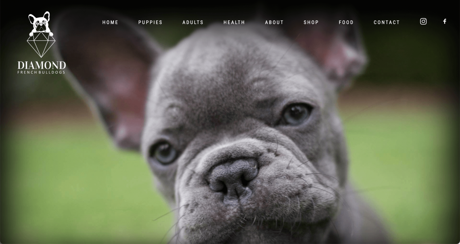 The 18 Best French Bulldog Breeders In North Carolina - Frenchie Journey