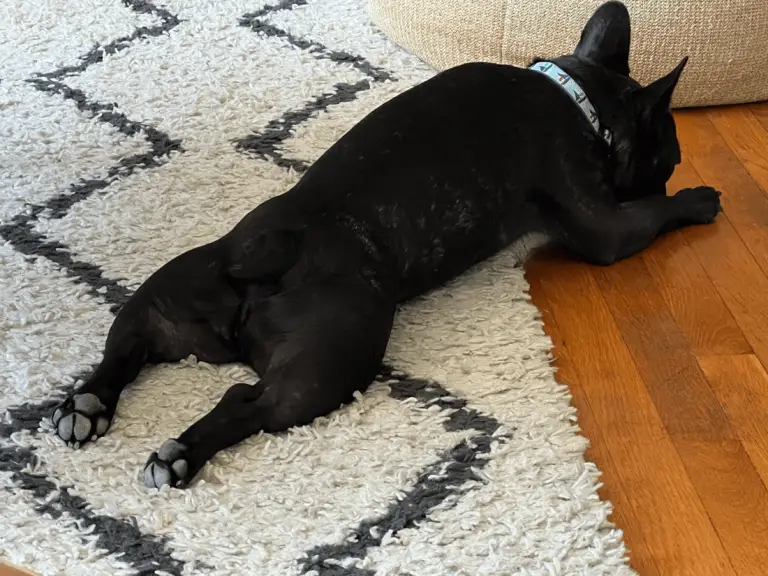 French Bulldog Splooting Why Does My Frenchie Sploot? Frenchie Journey