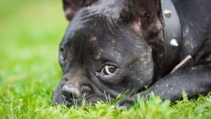 French Bulldog Laying in Grass
