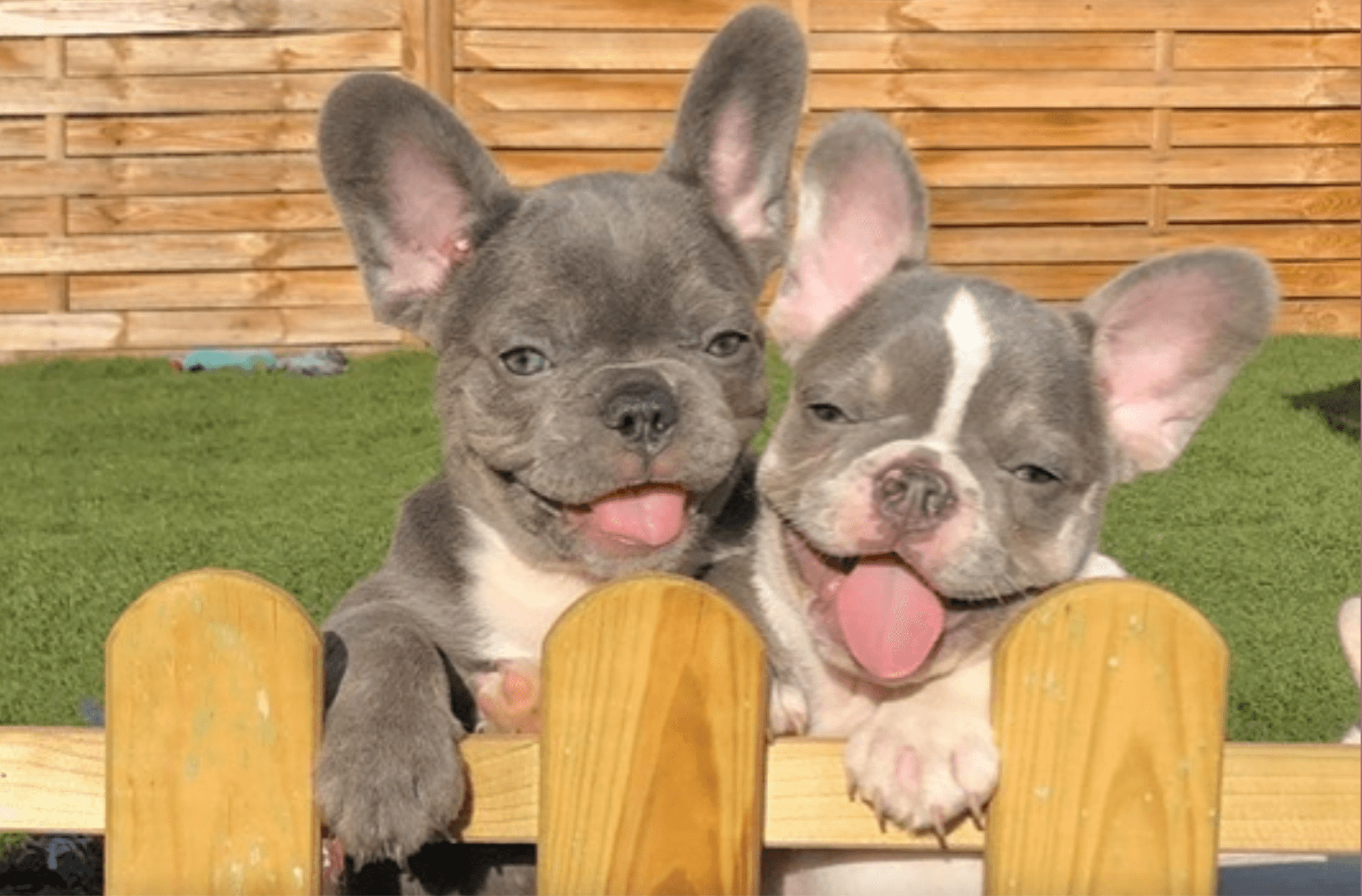 The 18 Best French Bulldog Breeders In North Carolina Frenchie Journey