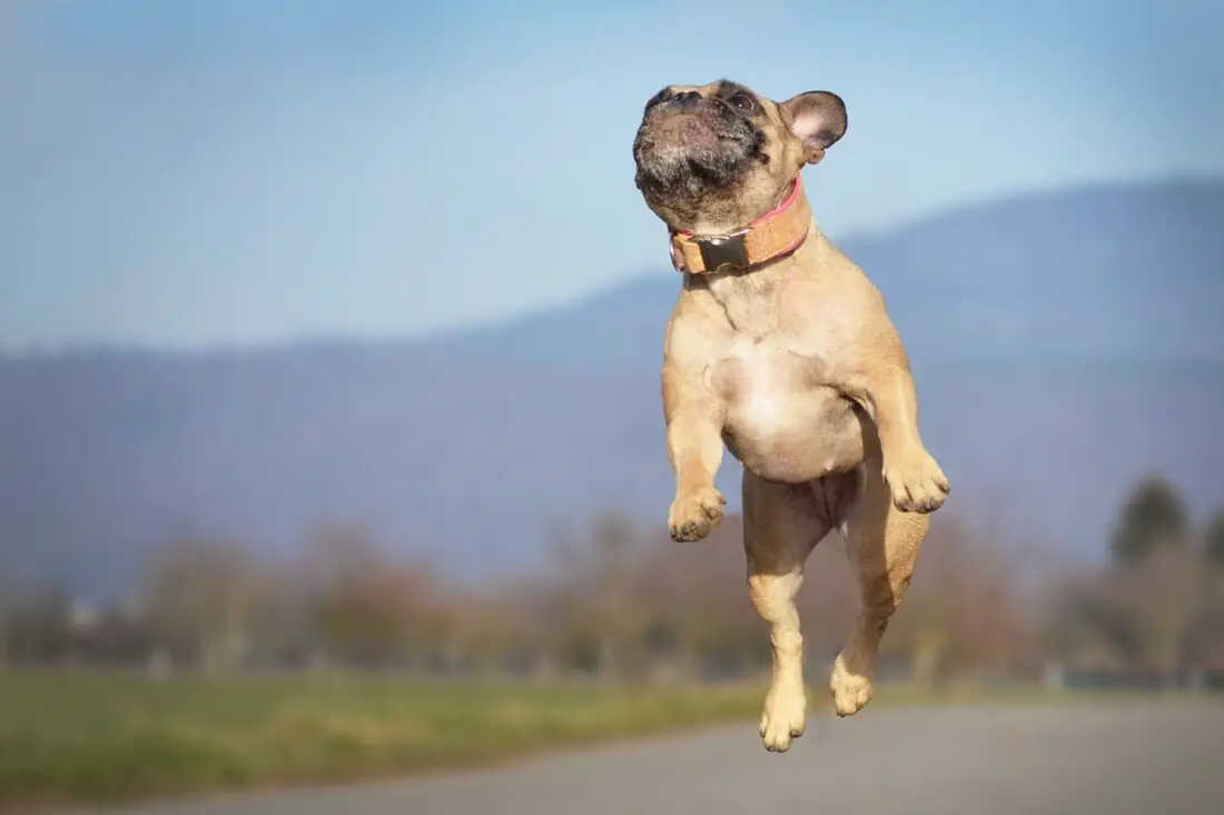 Is Jumping Bad For French Bulldogs? 5 Reasons to Think Twice