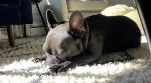 French Bulldog laying in the Sun