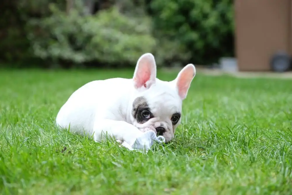 French bulldog puppy laying in the grass