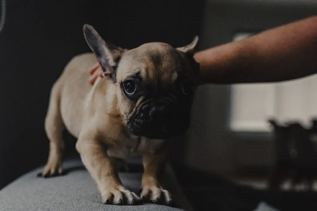 10 Common Things That Scare French Bulldogs