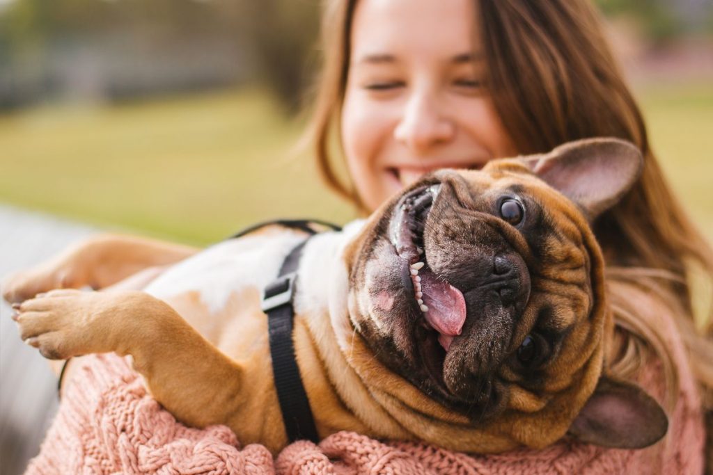 10 Signs Your Frenchie Is Happy