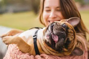 10 Signs Your Frenchie Is Happy