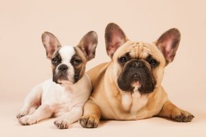 5 Awesome French Bulldog Breeders In South Carolina