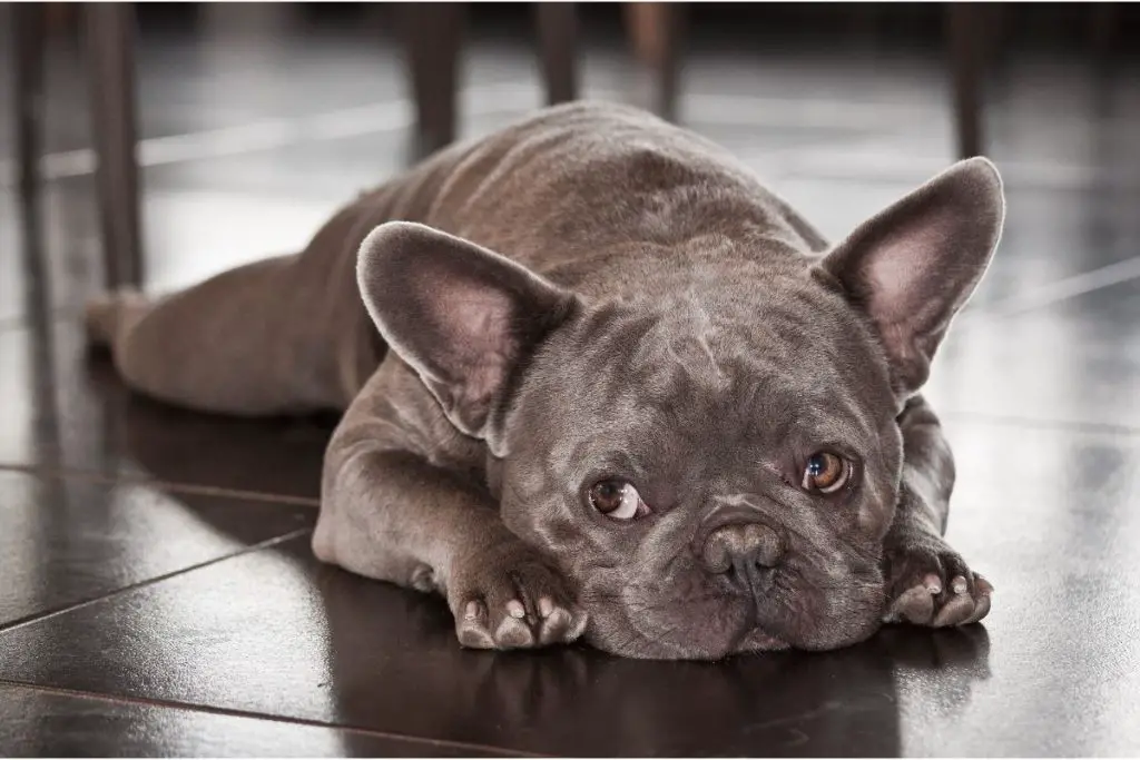 6 Awesome French Bulldog Breeders In New England