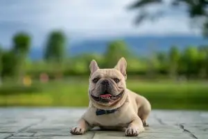 6 Awesome French Bulldog Breeders in Los Angeles