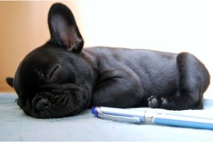 6 Top-Rated French Bulldog Breeders in Virginia