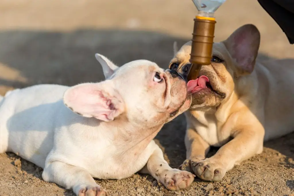 9 Top Rated French Bulldog Breeders In Illinois