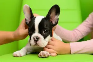 A Complete Guide To French Bulldog Vaccinations