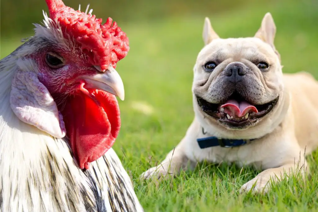 Can French Bulldogs Eat Chicken?-