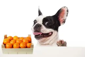 Can French Bulldogs Eat Oranges