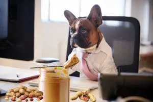 Can French Bulldogs Eat Peanut Butter