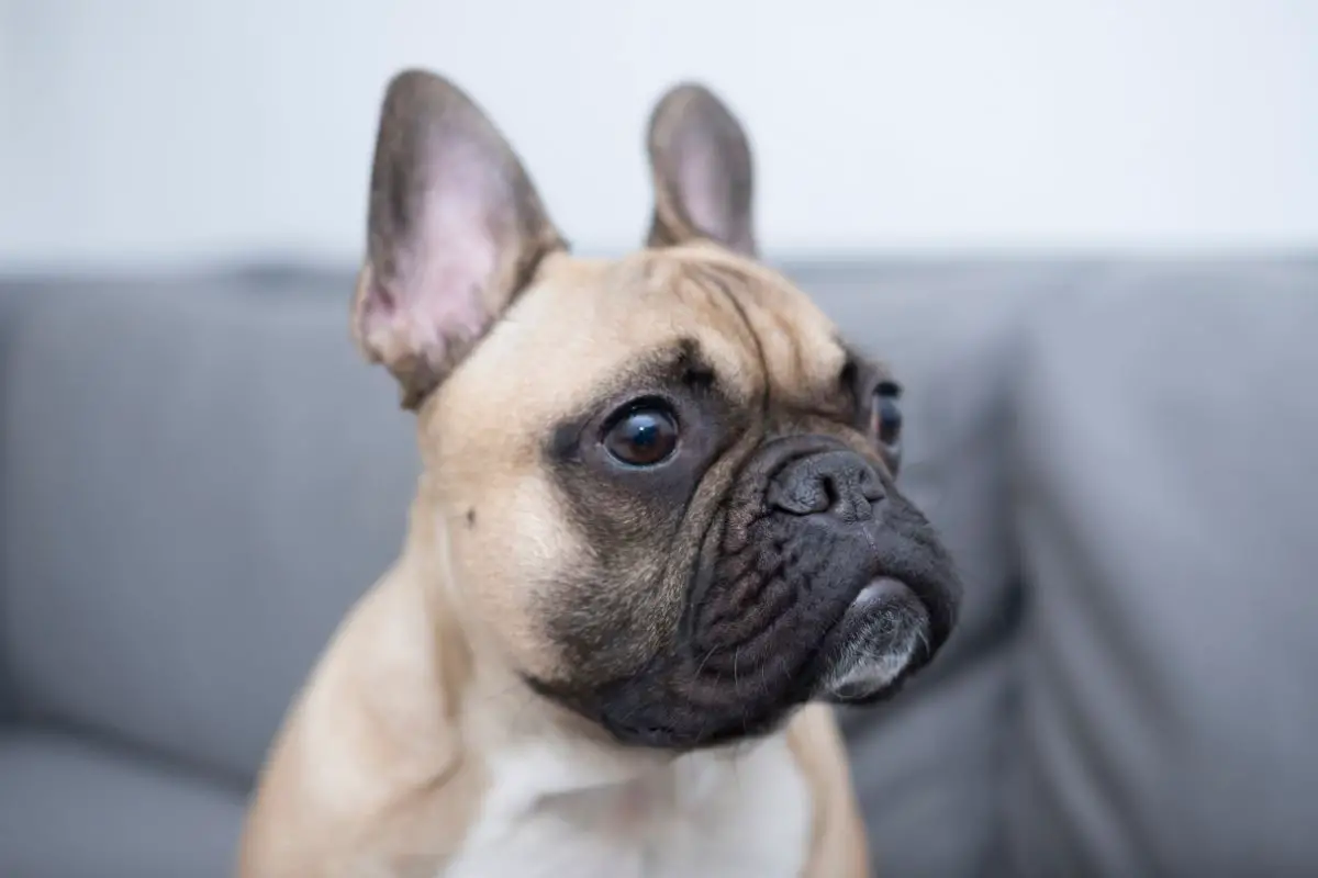 French Bulldog Dysplasia [What You Should Know]