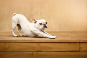 Do French Bulldogs Always Have Short Tails?