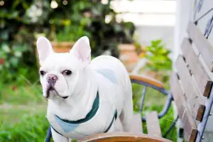 Everything You Need To Know About Albino French Bulldogs