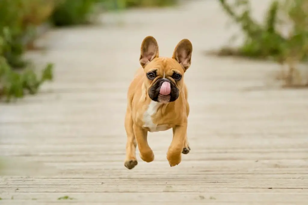How Fast Can A French Bulldog Run