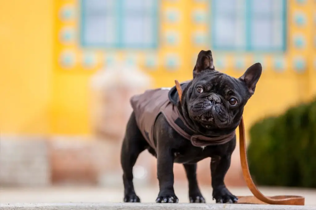 How To Help A French Bulldog Gain A Healthy Amount Of Weight Frenchie