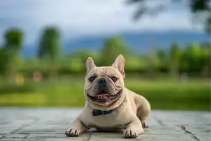 How To Help A French Bulldog Gain A Healthy Amount Of Weight