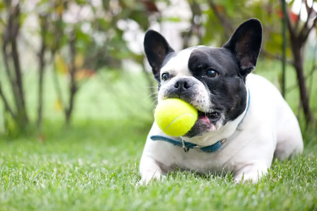 How To Help A French Bulldog Gain A Healthy Amount Of Weight Frenchie Journey
