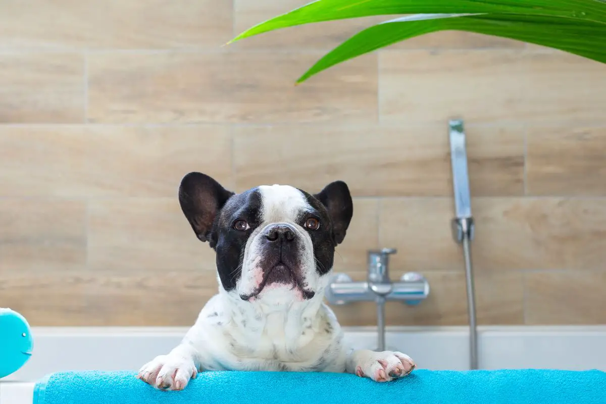 Overheating Frenchie? 15 Simple Ways To Cool Down A French Bulldog