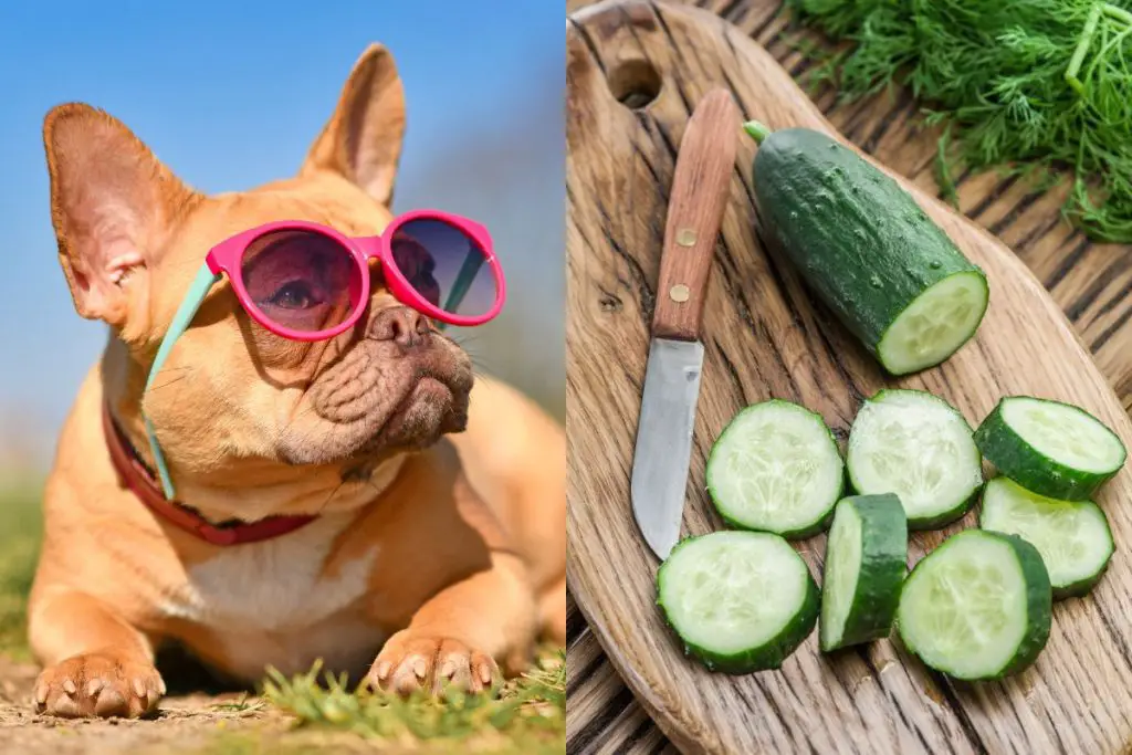 Can French Bulldogs Eat Cucumbers? Frenchie Journey