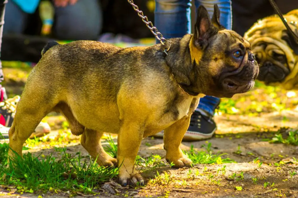 9 Top Rated French Bulldog Breeders In Illinois Frenchie Journey