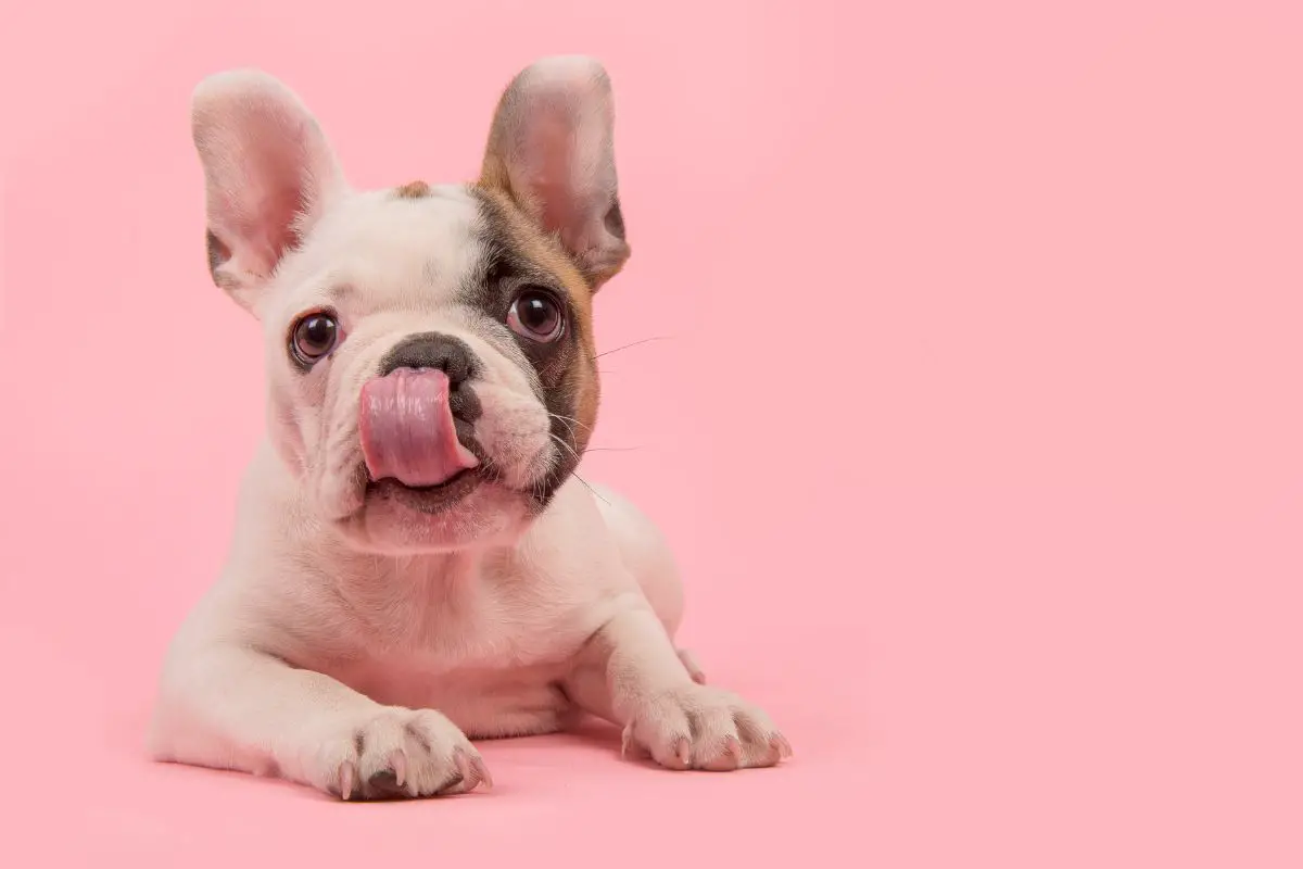 What Does It Mean When A French Bulldog Won’t Stop Licking Their Paw?