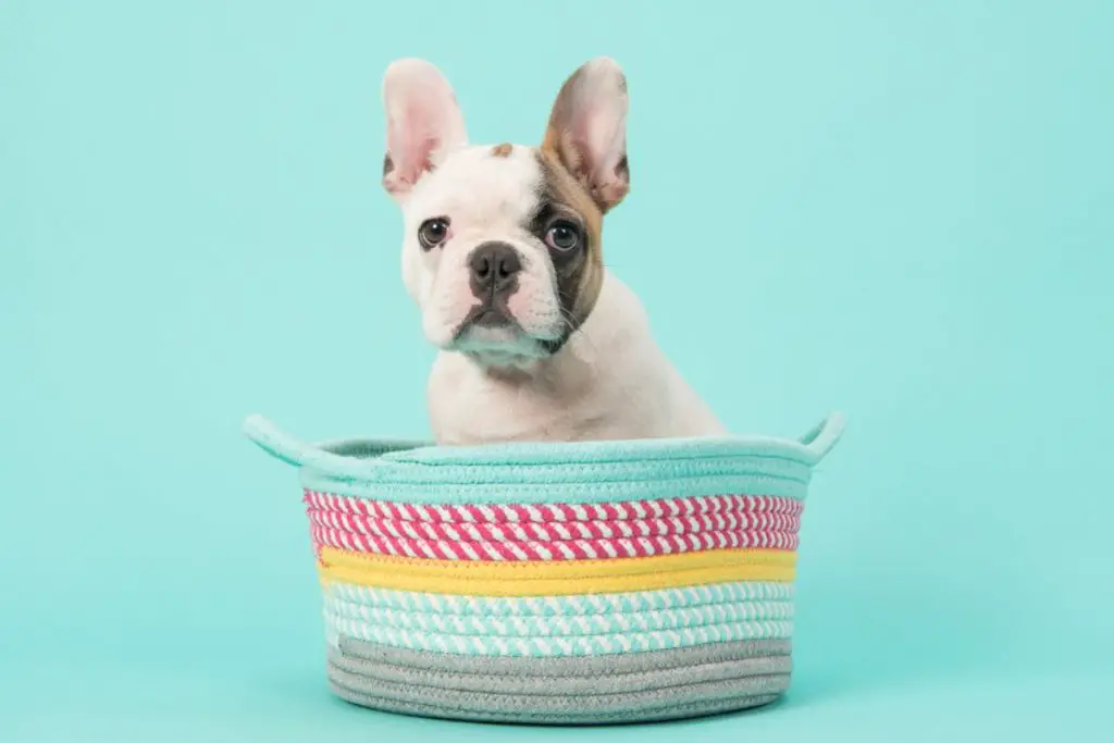 What French Bulldog Color Is The Most Expensive? (And Why Is It So Expensive?)