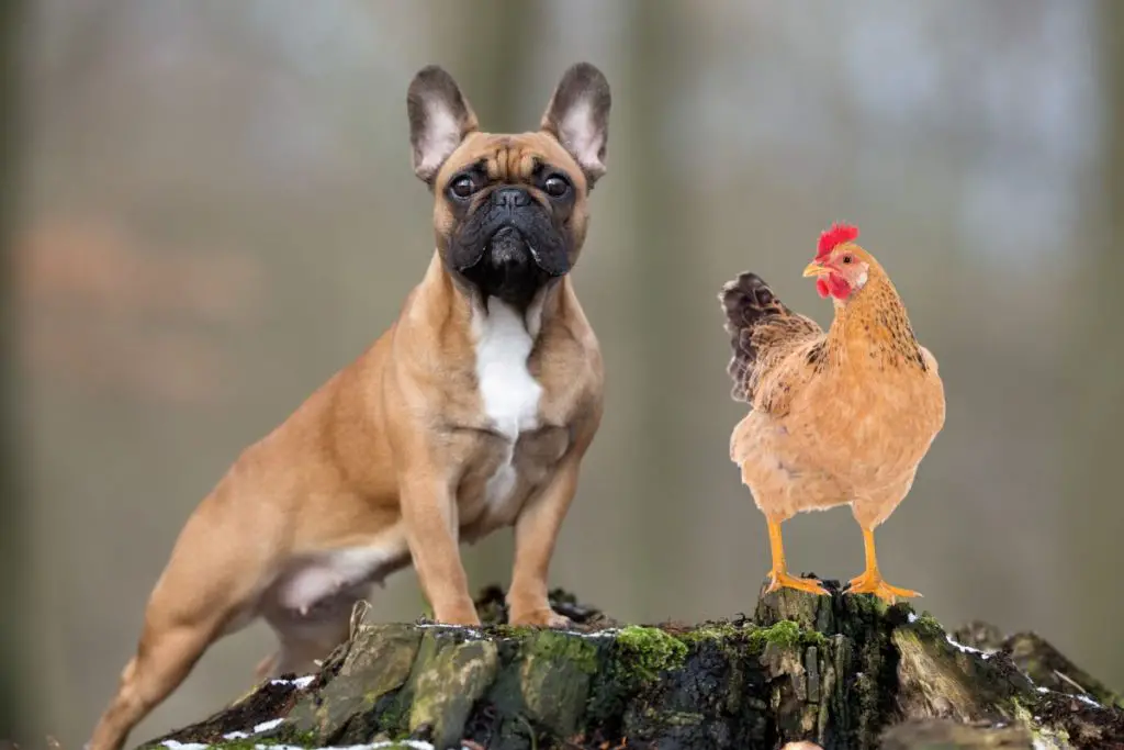 Can French Bulldogs Eat Chicken? Frenchie Journey