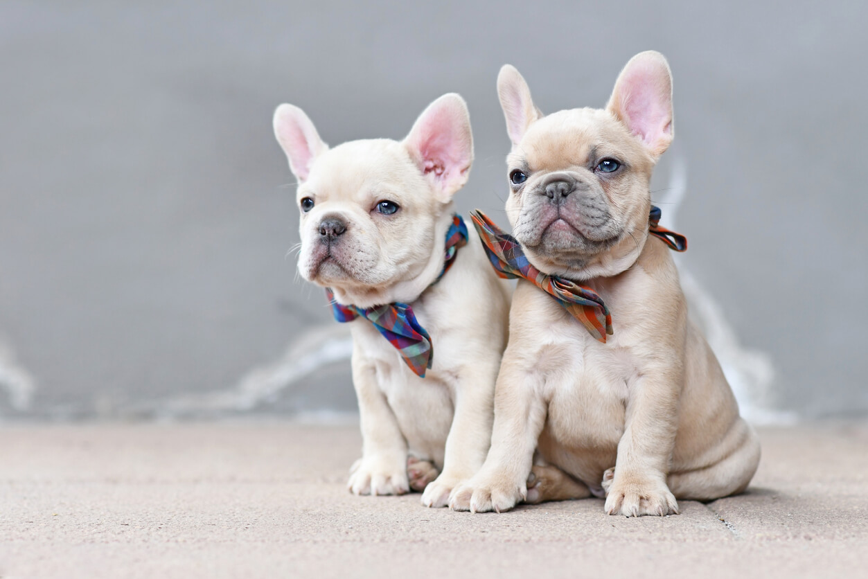 The 9 Best French Bulldog Breeders in Alabama: Your Guide to Finding Your Frenchie Friend