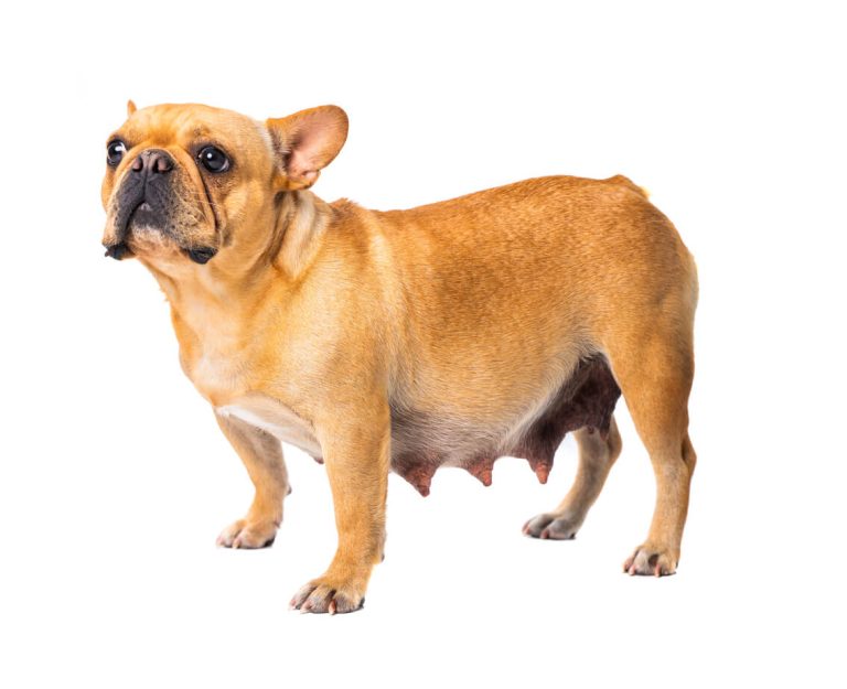 Breeding French Bulldogs A Comprehensive Guide Frenchie Journey