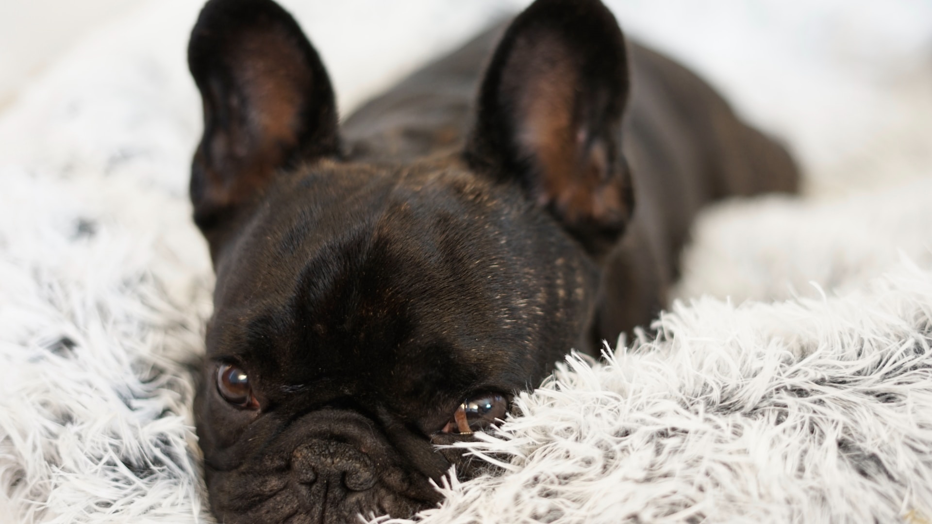 271 French Bulldog Name Ideas Frenchie Journey