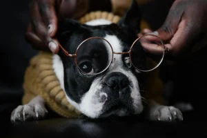 person putting a eyeglass on puppy