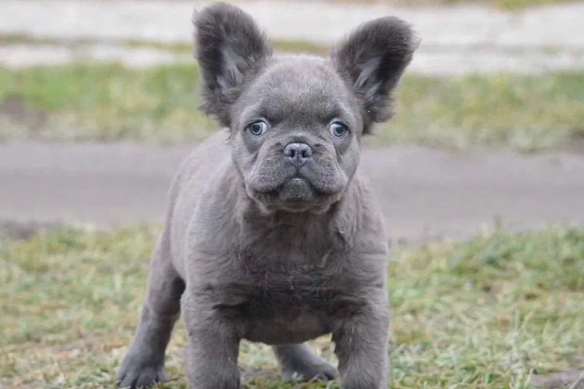 6 Figure Frenchie Why Are Fluffy French Bulldogs so Expensive